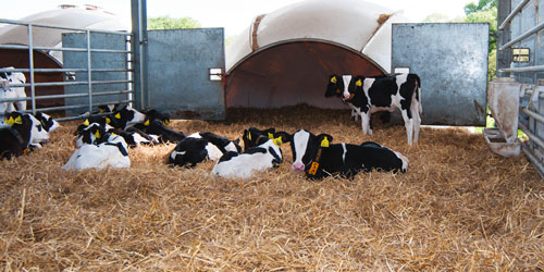 Calf performance improves with yeast probiotic and yeast fractions