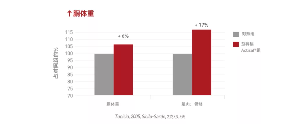 益赛福对胴体重和肌肉与骨骼比的影响