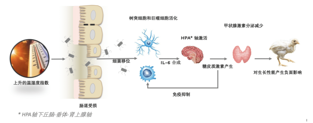 热应激影响家禽生理平衡的机理