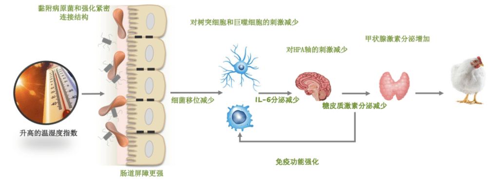 赛福多糖缓解家禽热应激的机理