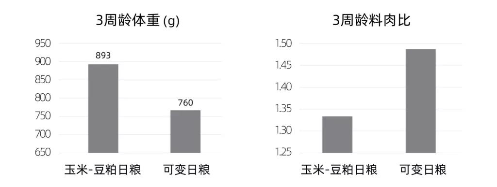 换粮应激对肉鸡生长性能的影响