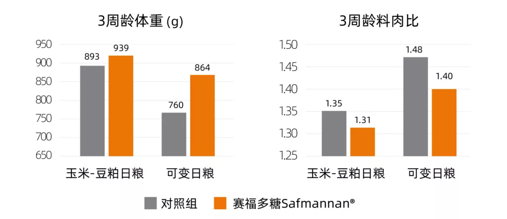 赛福多糖对换粮应激的缓解作用