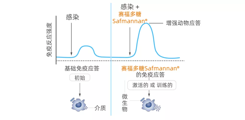 赛福多糖激活免疫细胞增强动物免疫应答