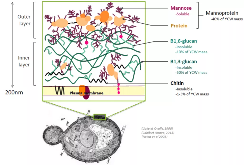 酵母细胞壁典型结构