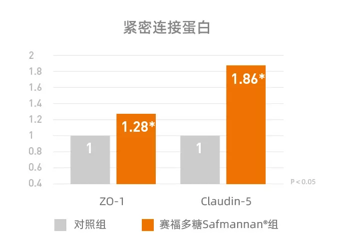 添加赛福多糖ZO-1和Claudin 5的合成数量显著增加